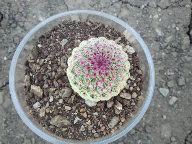Name:  Echinocereus pectinatus rubispinus.jpg
Views: 841
Size:  65.0 KB