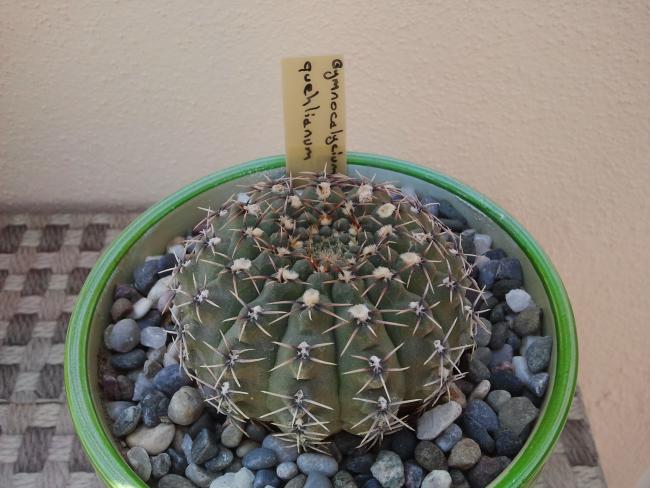 Name:  Gymnocalycium quehlianum.jpg
Views: 2279
Size:  49.8 KB