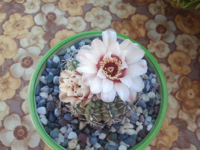 Name:  Gymnocalycium quehlianum..jpg
Views: 2040
Size:  44.2 KB