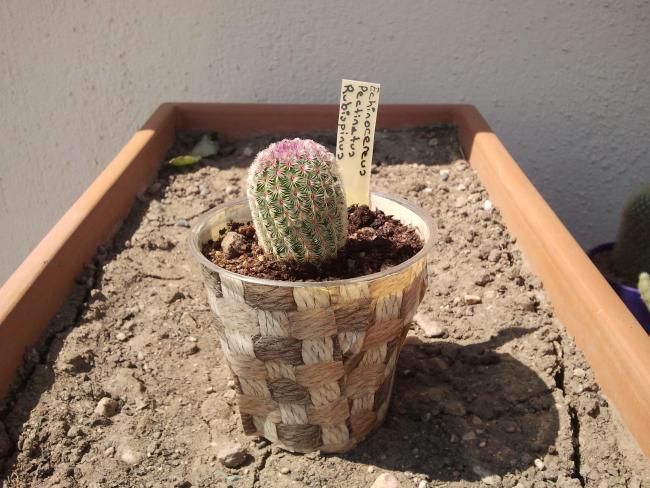 Name:  Echinocereus pectinatus rubispinus..jpg
Views: 763
Size:  59.6 KB