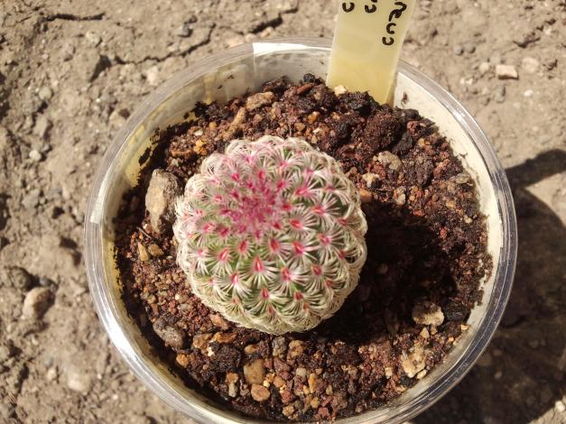 Name:  Echinocereus pectinatus rubispinus...jpg
Views: 742
Size:  70.9 KB