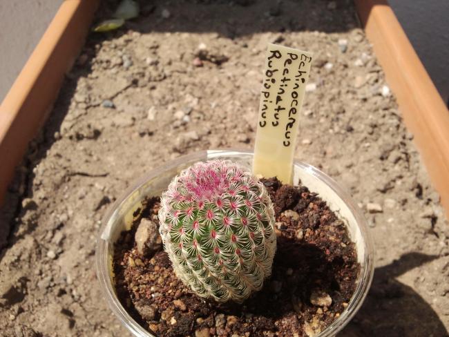 Name:  Echinocereus pectinatus rubispinus....jpg
Views: 743
Size:  59.6 KB