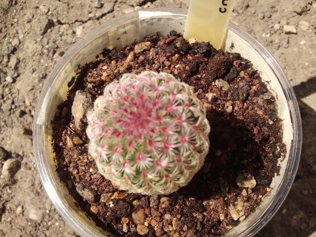Name:  Echinocereus pectinatus rubispinus.....jpg
Views: 687
Size:  70.8 KB