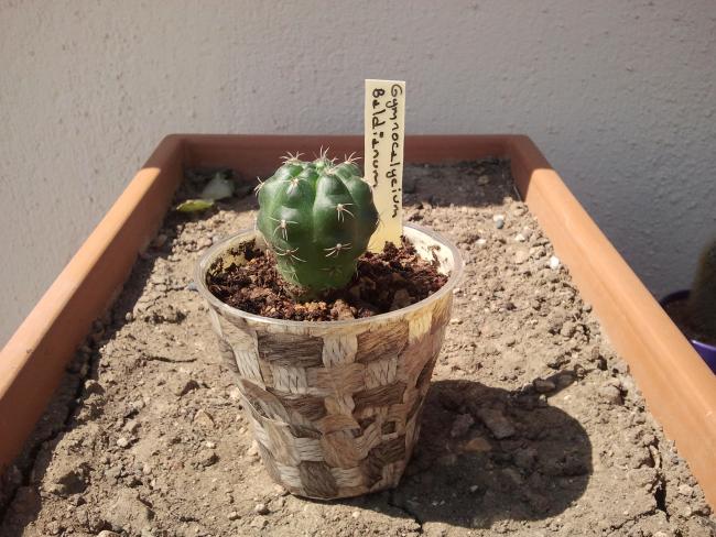 Name:  Gymnocalycium Baldianum.jpg
Views: 773
Size:  59.4 KB