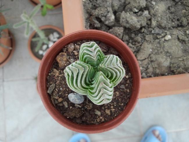 Name:  Crassula 'Buddha's Temple..jpg
Views: 1118
Size:  44.0 KB