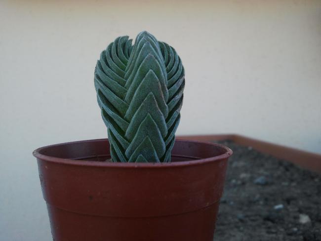 Name:  Crassula 'Buddha's Temple.jpg
Views: 1065
Size:  22.3 KB