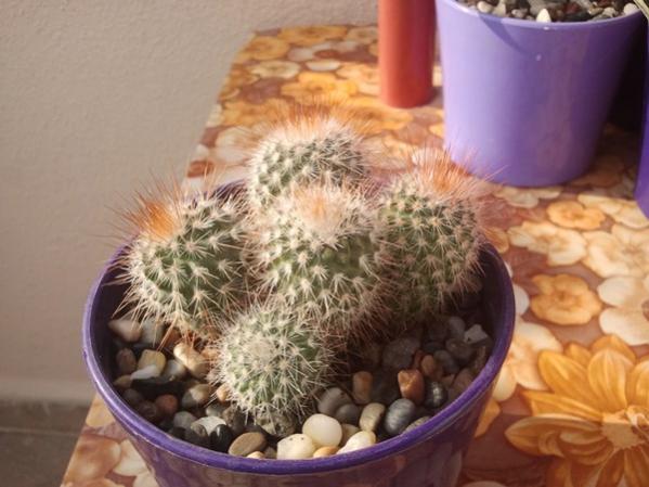 Name:  mammillaria spinosissima..jpg
Views: 970
Size:  41.0 KB