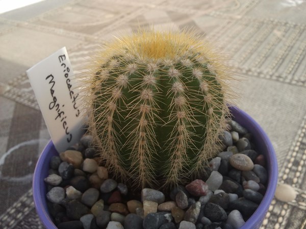 Name:  Eriocactus Magnificus.jpg
Views: 1105
Size:  68.1 KB