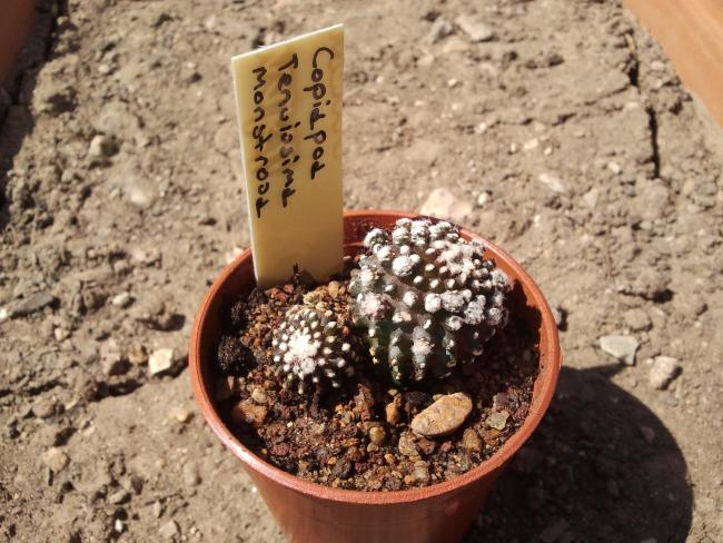 Name:  Copiapod Tenuissima Monstrosa..jpg
Views: 905
Size:  64.7 KB