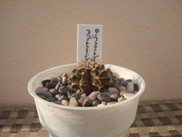 Name:  gymnocalycium mihanovichii.jpg
Views: 894
Size:  51.0 KB