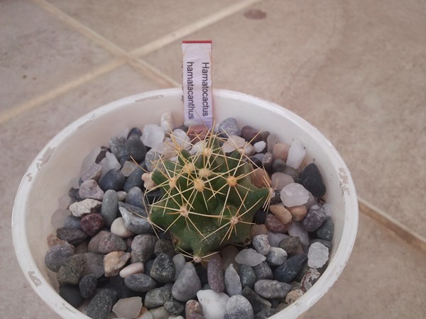Name:  hamatocactus hamatacanthus.jpg
Views: 964
Size:  58.5 KB