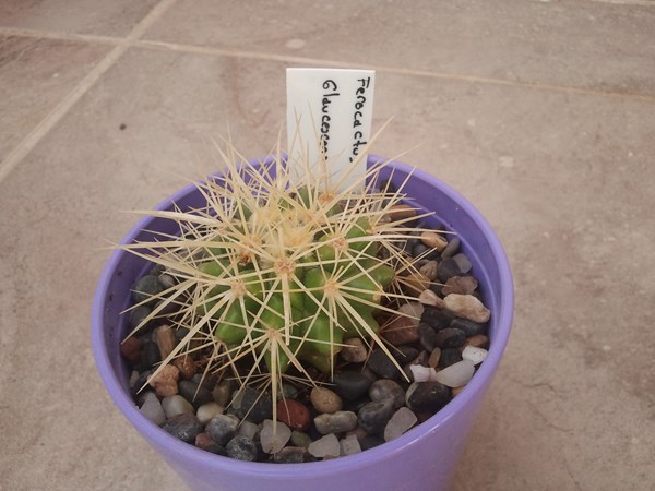 Name:  ferocactus glaucescens.jpg
Views: 910
Size:  63.2 KB