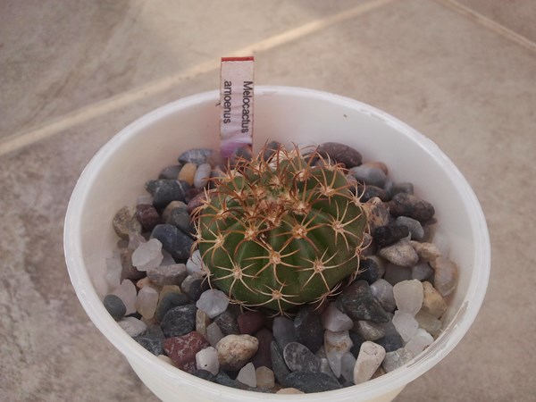 Name:  Melocactus amoenus.jpg
Views: 929
Size:  63.2 KB