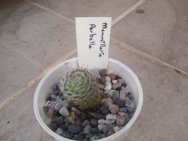 Name:  mammillaria perbella.jpg
Views: 891
Size:  62.8 KB
