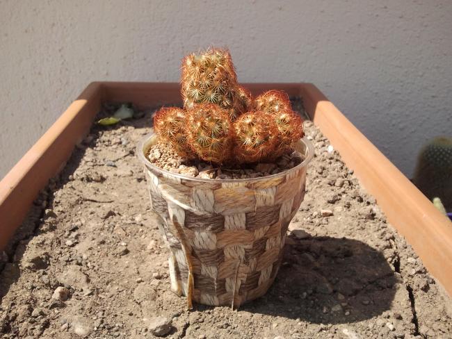 Name:  Mammillaria elongata cv. COPPER.jpg
Views: 958
Size:  62.7 KB