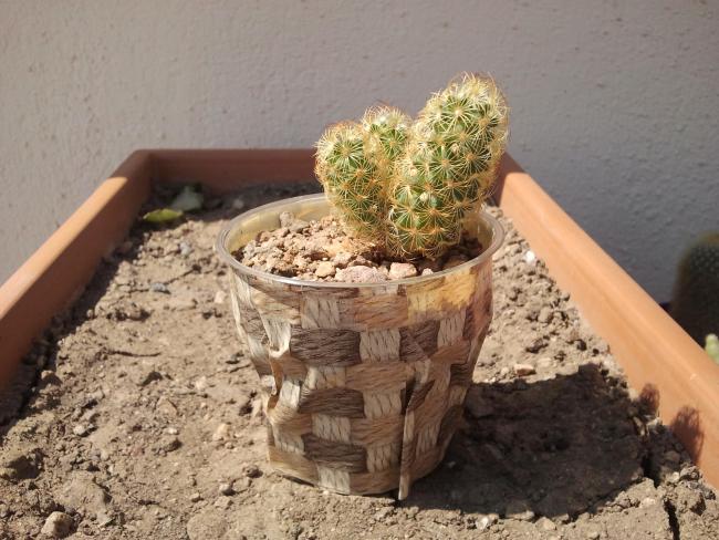 Name:  Mammillaria elongata Plants.jpg
Views: 1010
Size:  56.9 KB