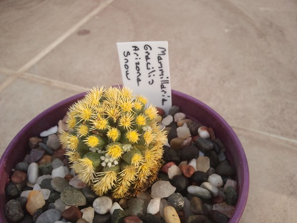 Name:  mammillaria gracilis arizona snow.jpg
Views: 866
Size:  59.0 KB