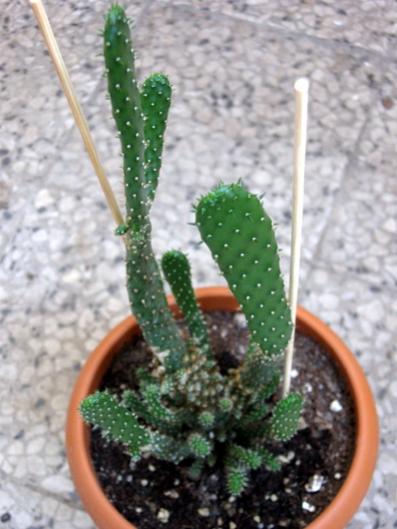 Name:  Opuntia tuna monstruosa.jpg
Views: 2177
Size:  35.5 KB