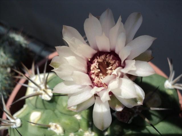 Name:  DSC04620.jpg
Views: 541
Size:  31.8 KB