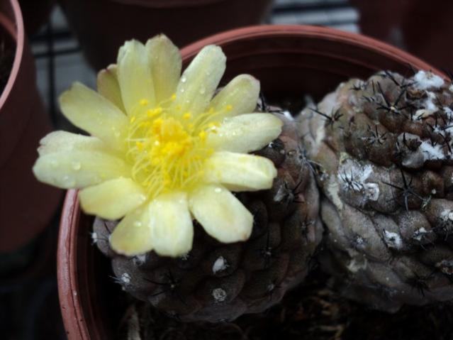 Name:  DSC04694.jpg
Views: 504
Size:  34.8 KB