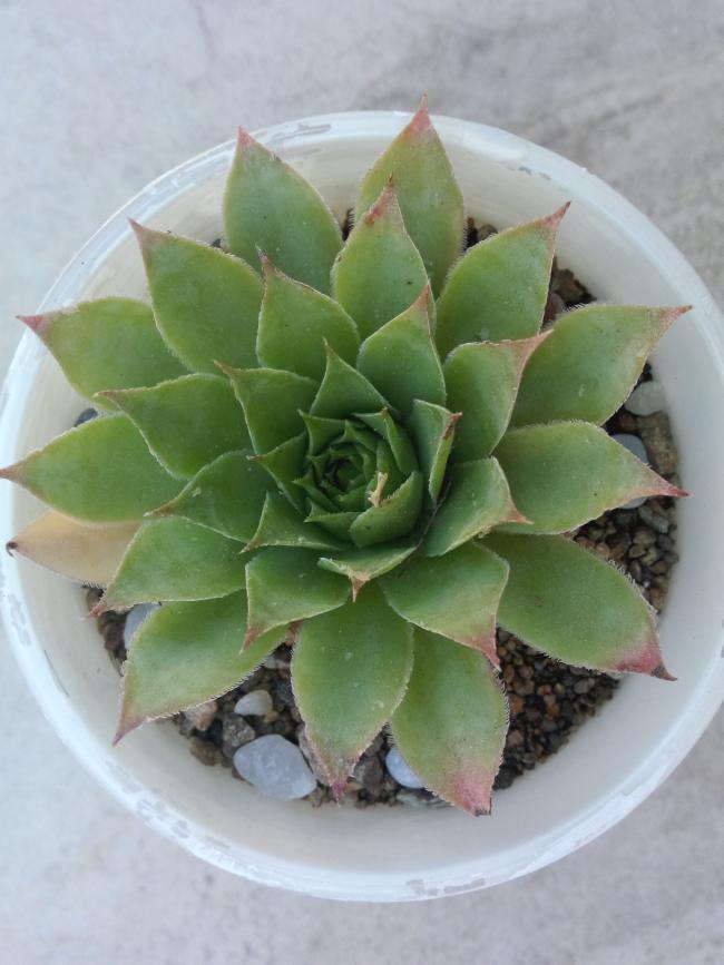 Name:  Sempervivum tectorum.jpg
Views: 1081
Size:  54.7 KB