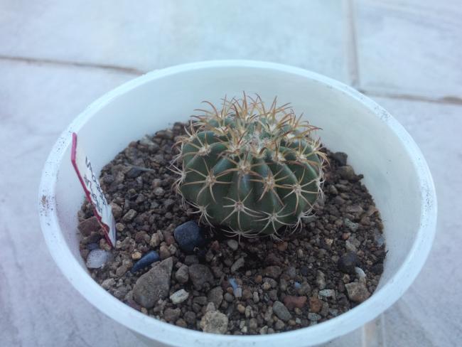 Name:  melocactus amoenus...jpg
Views: 1061
Size:  38.2 KB