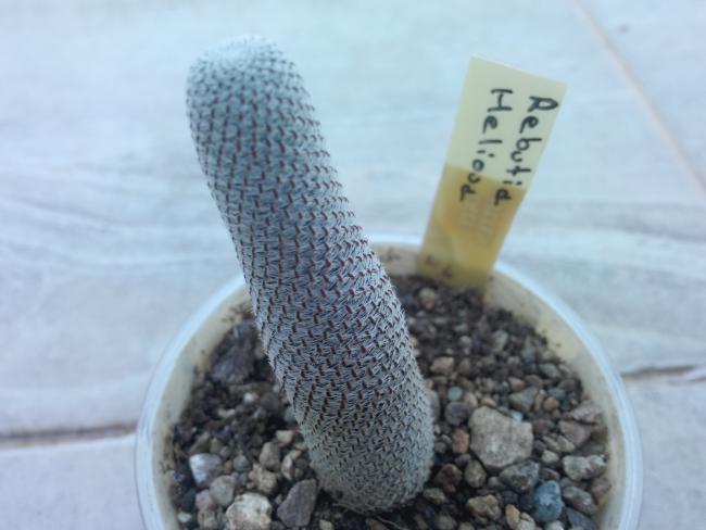 Name:  rebutia heliosa..jpg
Views: 1058
Size:  34.5 KB