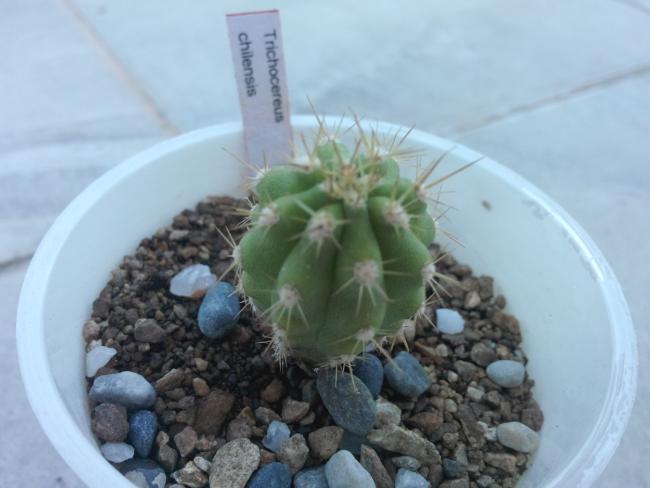 Name:  trichocereus chilensis..jpg
Views: 1111
Size:  33.4 KB