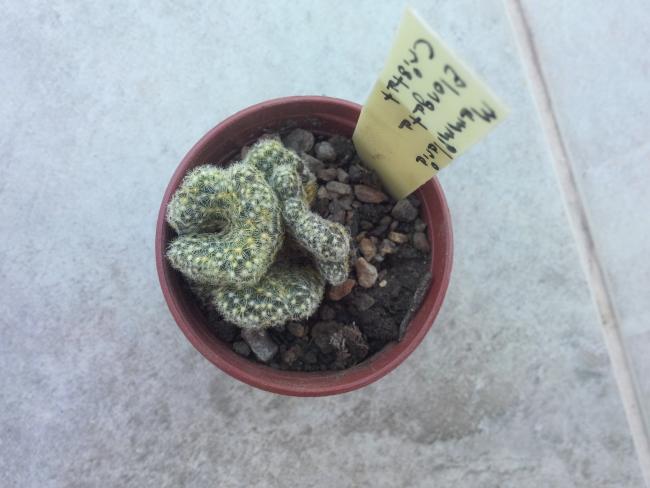 Name:  mammillaria elongata cristata..jpg
Views: 1054
Size:  38.2 KB