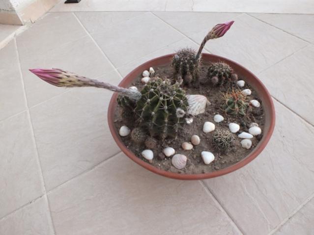 Name:  DSCF2676.jpg
Views: 602
Size:  33.0 KB