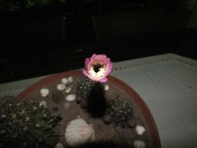 Name:  DSCF2680.jpg
Views: 566
Size:  20.3 KB