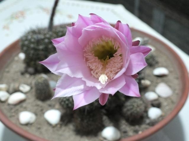 Name:  DSCF2686.jpg
Views: 593
Size:  31.8 KB