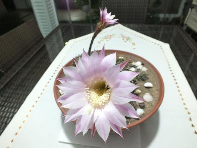 Name:  DSCF2713.jpg
Views: 574
Size:  33.3 KB
