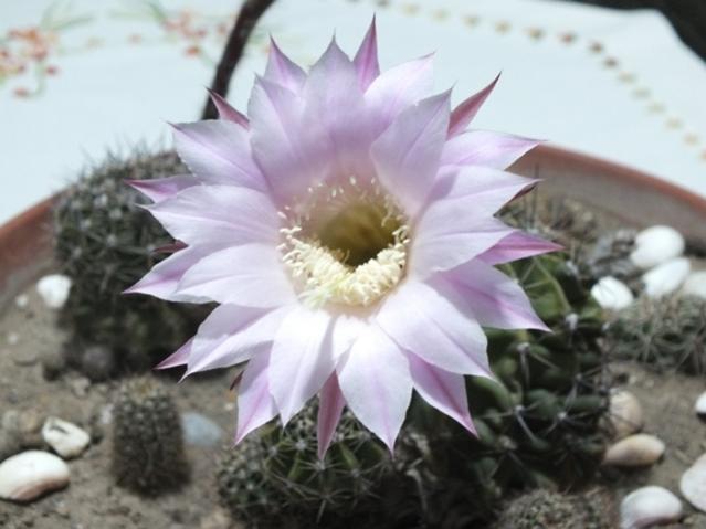 Name:  DSCF2703.jpg
Views: 564
Size:  35.6 KB
