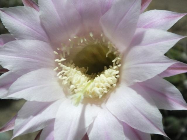 Name:  DSCF2704.jpg
Views: 538
Size:  30.1 KB