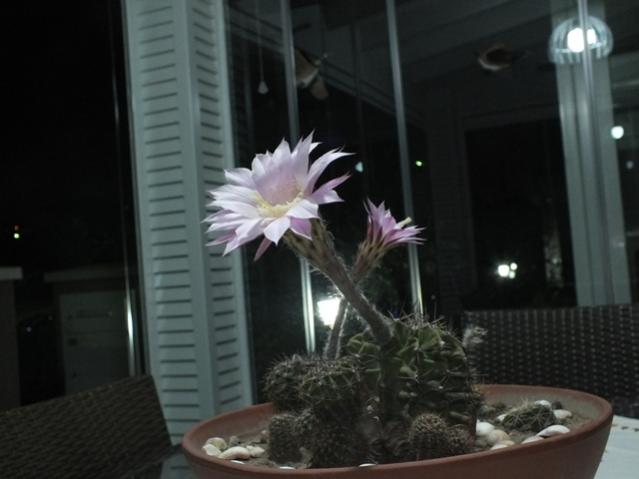 Name:  DSCF2715.jpg
Views: 567
Size:  30.4 KB