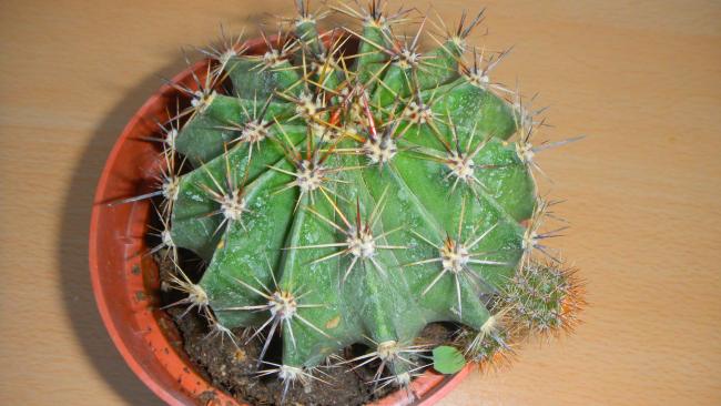 Name:  Echinopsis oxygona.jpg
Views: 1105
Size:  42.2 KB