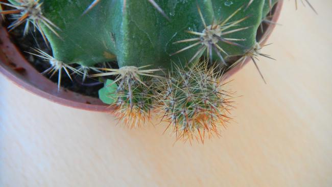Name:  Echinopsis oxygona..jpg
Views: 1080
Size:  28.4 KB