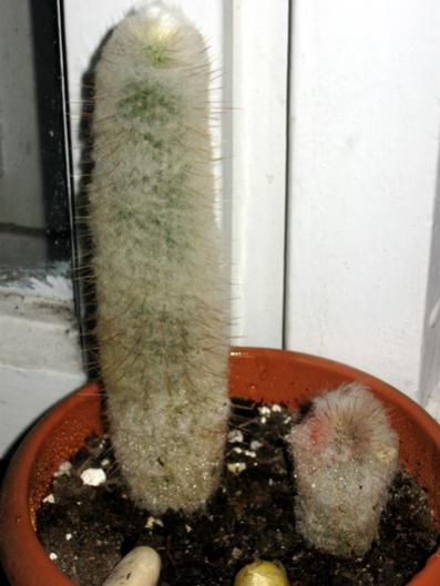 Name:  Austrocephalocereus dybowskii.jpg
Views: 1546
Size:  29.0 KB