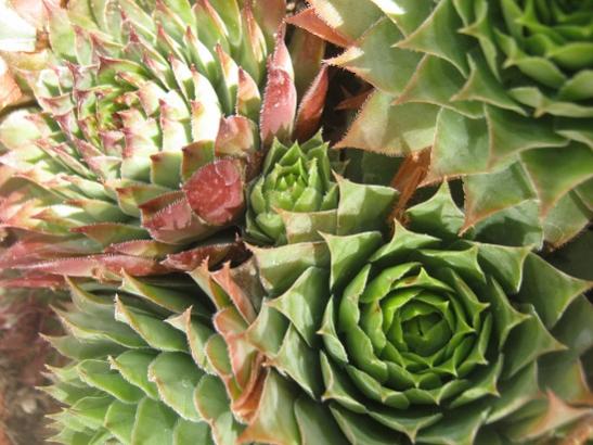 Name:  sempervivum1.jpg
Views: 1321
Size:  46.3 KB