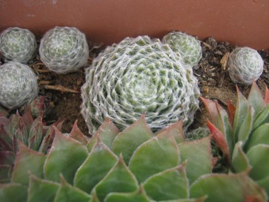 Name:  sempervivum2.jpg
Views: 1302
Size:  35.9 KB