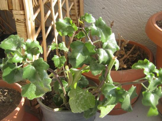Name:  senecio tamoides.jpg
Views: 1392
Size:  42.3 KB