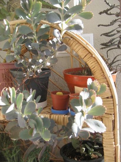 Name:  kalanchoe fedtschenkoi.jpg
Views: 1362
Size:  44.2 KB