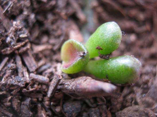 Name:  crassula ovata hobbit.jpg
Views: 1491
Size:  31.5 KB