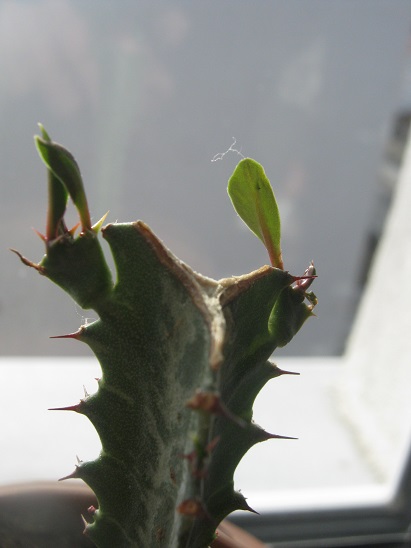 Name:  euphorbia trigona.jpg
Views: 1448
Size:  65.4 KB