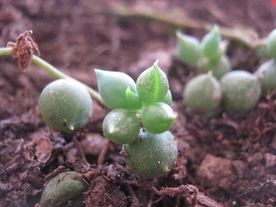 Name:  senecio rawleyanus.jpg
Views: 1414
Size:  31.3 KB