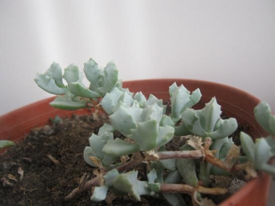 Name:  oscularia deltoides.jpg
Views: 1475
Size:  23.1 KB