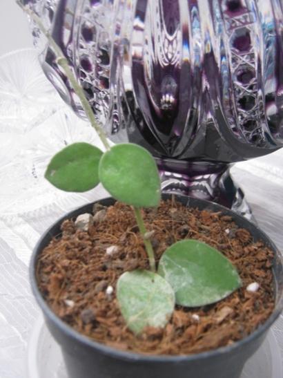 Name:  hoya nummularioides.jpg
Views: 1298
Size:  37.2 KB