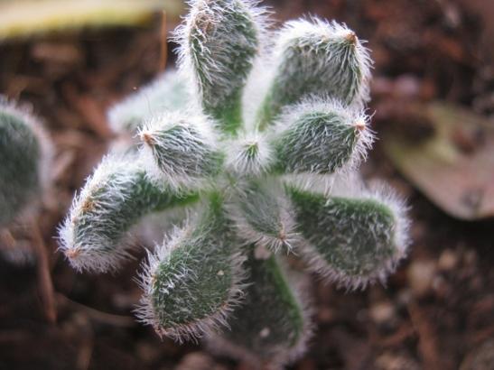 Name:  tyl echeveria.jpg
Views: 1341
Size:  33.0 KB