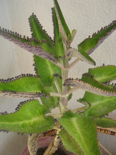 Name:  kalanchoe daigremontiana.jpg
Views: 1536
Size:  34.4 KB